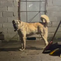 واگذاری سگ کانگال یا سرابی