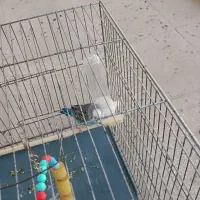 یک جفت مرغ عشق