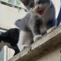 دو بچه گربه واگذاری