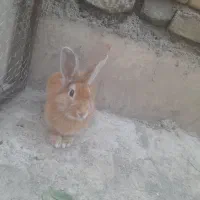 واگذاری خرگوش