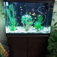 آکواریوم|ماهی|کاشان, شهرک خاتم الانبیا (مسکن ملی کاشان)|دیوار