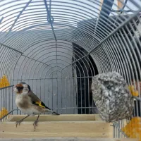 سهره دورگ سرسیاه|پرنده|فسا, |دیوار