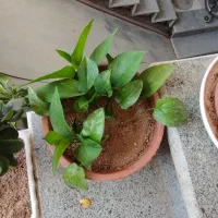 گل طبیعی