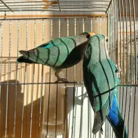 سه عدد کوتوله برزیلی جوان  وخوش رنگ