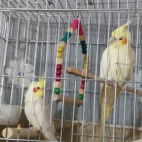 معاوضه عروس هلندی با طوطی برزیلی