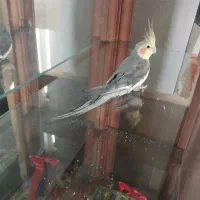 طوطی عروس هلندی