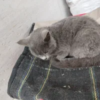 گربه خونگی واگذاری رایگان|گربه|شهرکرد, |دیوار