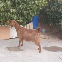 بز آبستن سنگین