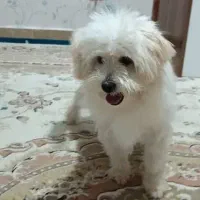 سگ پاکوتاه|سگ|قزوین, |دیوار