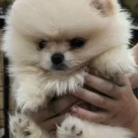 سگ پامر ماده