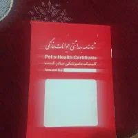 فروش سگ پیت بول|سگ|شیروان (لرستان), |دیوار