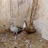 کبوتر
