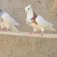 کبوتر طوقی|پرنده|بستان آباد, |دیوار