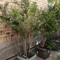 درختچه یاس هلندی