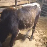 لیشه چالوسی|حیوانات مزرعه|سنگر, |دیوار