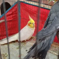 عروس هلندی نر بالغ