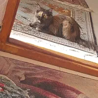 گربه پرشین تورترایس