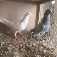 دوتا پلاکی بیرونی|پرنده|شیراز, ریاستی|دیوار