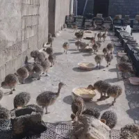 فروش تعاونی شرکت شاهپر شترمرغ