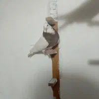 کفتر ماده طوقی|پرنده|مریوان, |دیوار