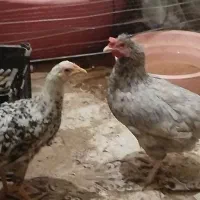 مرغ و جوجه خروس|حیوانات مزرعه|رباط‌کریم, الارد|دیوار