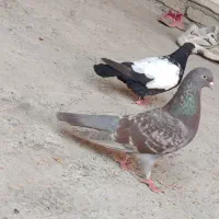 ۹۵۰ تومان کلش|پرنده|گرگان, |دیوار