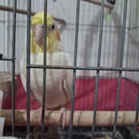 جفت عروس هلندی با ۵ تخم|پرنده|کرج, حسن آباد|دیوار