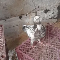 کفتر پرشی|پرنده|قم, حکمت شمالی|دیوار