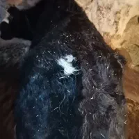 گوساله ماده دورگ کشتاری|حیوانات مزرعه|نوبران, |دیوار