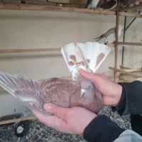 کفتر گرفتنی پرشی