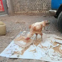 دوتا خروس لاری سه تا مرغ لاری