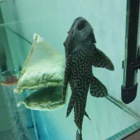 ماهی لجنخوار 20cmمعاوضه با بخاری آکواریوم|ماهی|محمدشهر, شهرک پیام (مهرالبرز)|دیوار