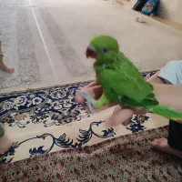 جوجه ملنگو|پرنده|سرپل ذهاب, |دیوار