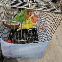 کوتوله برزیلی همراه با دوتا جوجه اضافه مطلقات|پرنده|کرج, کوی کارمندان جنوبی|دیوار