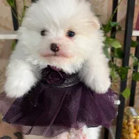 پامر خرسی ماده فنجونی تیکاپ تیکاپ|سگ|تهران, زعفرانیه|دیوار