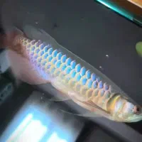 آروانا هایبک بلو بیس پریمیوم گرید AA++|ماهی|میانه, |دیوار