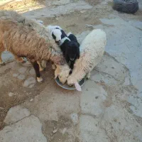 شیشک میش بره دار