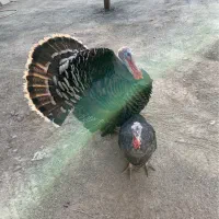 بوقلمون نر و ماده|حیوانات مزرعه|تهران, خلازیر|دیوار