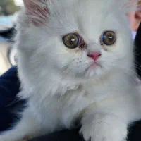 بچه گربه پرشین سفید فوق‌العاده ناز