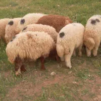 بره نر