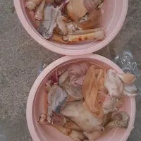 کله پاچه بزغاله|خوردنی و آشامیدنی|ایلام, |دیوار