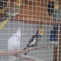 طوطی عروس هلندی|پرنده|بابل, |دیوار