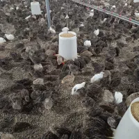 بلدرچین تخم گذار و گوشتی|حیوانات مزرعه|زرگرشهر, |دیوار