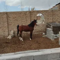 اسب عرب