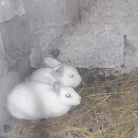 خرگوش نر و ماده شکم دار