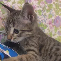 واگذاری بچه گربه 4 ماهه