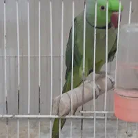 طوطی|پرنده|قوچان, |دیوار