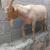 پازن آلپاین وسانن وکهره نر سانن|حیوانات مزرعه|خورموج, |دیوار