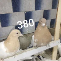 کبوتر پرشی قیمت مناسب|پرنده|ابهر, |دیوار