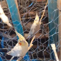 ۵عدد عروس هلندی ....یک جفت نرو ماده